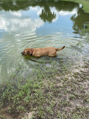 Our boy, Sarge in the pond cooling off!