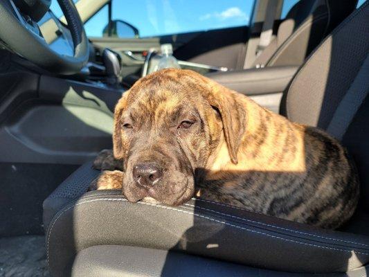 A beautiful Presa Canario being brought home to New York.