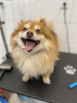 Yoko getting groomed