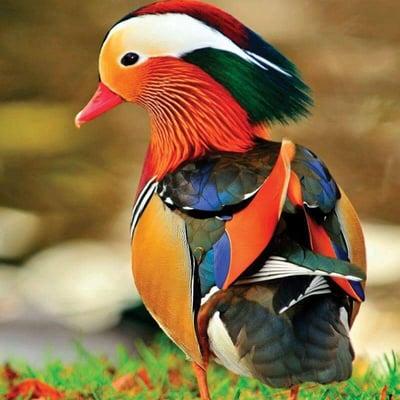 Mandrine  (sp?) Duck.