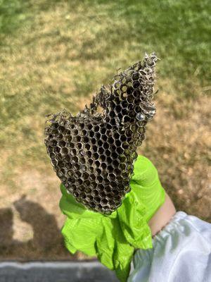 Beehive removal