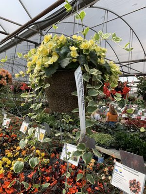 These begonia baskets were heavenly, aren't they sweet?