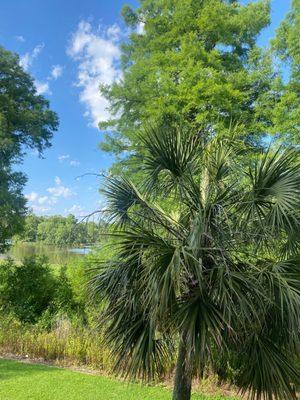 Marsh Landing