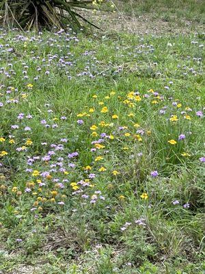 April wildflowers