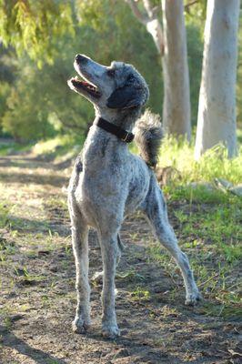 La Paz Animal Clinic