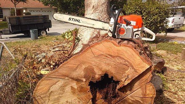 Large laurel oak with heart rot we removed.