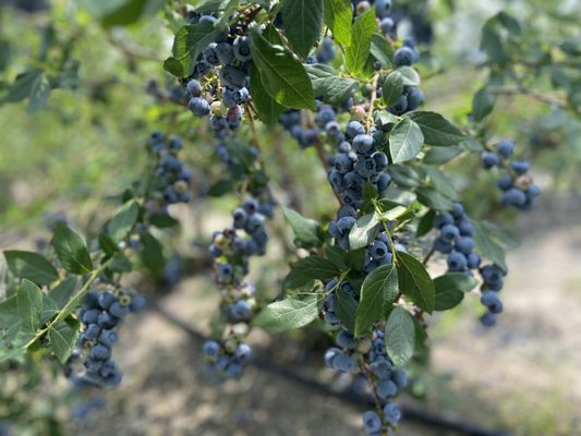 Blueberry Bill Farms