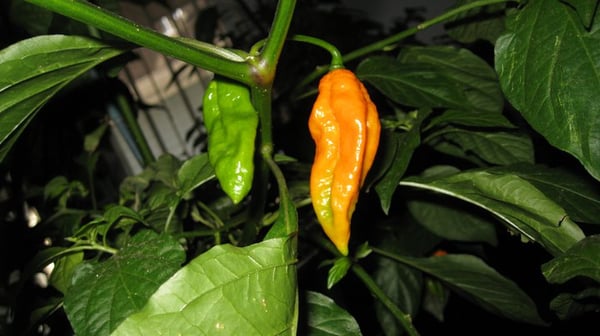 Yellow Fatalii