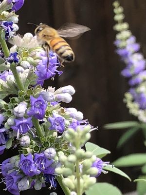 Caught this girl in flight working some purple vitex.