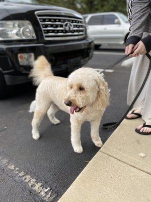 Golden Doodle