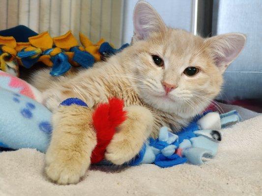 Patient waking up from surgery with blankets and toy.