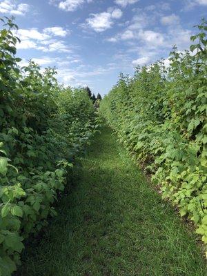 Raspberry field