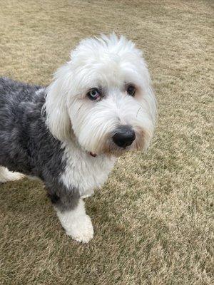 Spencer is a super sweet Shepadoodle. He and his sister are amazing on leash and a pleasure to walk!