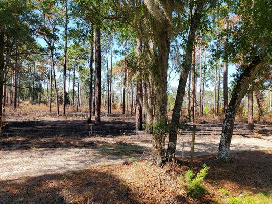 May 2020: This us the side of the park w/ no entrance. There's been a controlled burn.