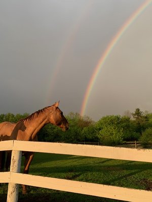 Red Looking At The 2 Rainbows