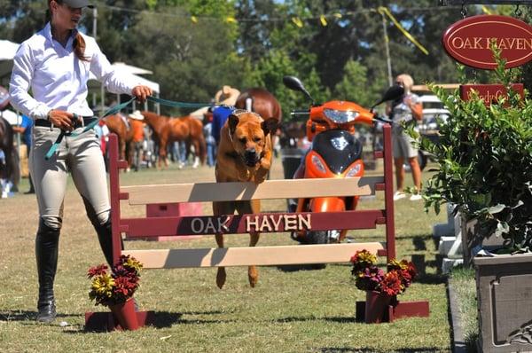 we teach dogs to jump, too!