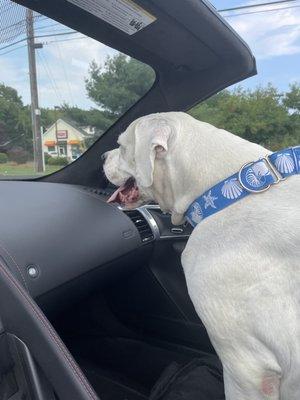 Happy dog, refreshed from her visit.