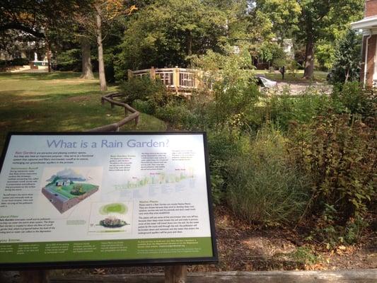 What's a rain garden? This handy guide explains it all!