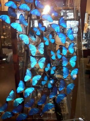 Blue butterfly art history.