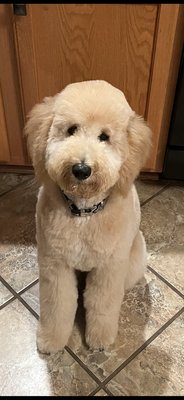 Just look at our Goldendoodle- he looks amazing! Thank you to our new groomer, Jeri at A Brush with Greatness!