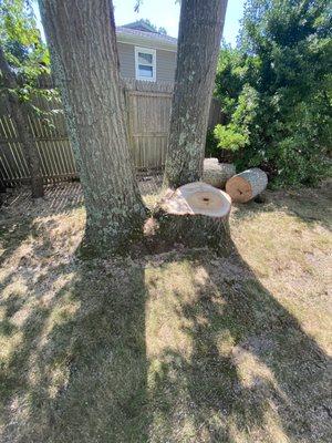 The tree Hanging over my roof after they cut it I asked him to leave the wood and they did