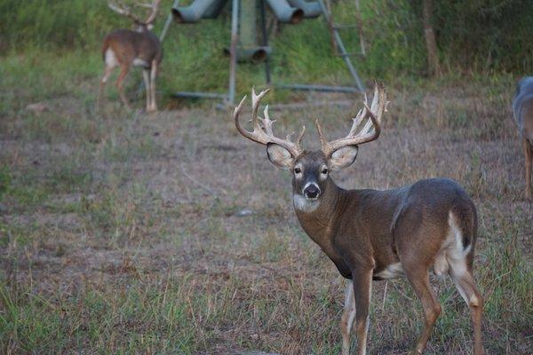 Massive Austin Trophy Whitetaill spotted on our deer cams today here in Austin, Texas. Who wants to score a buck like him thi...