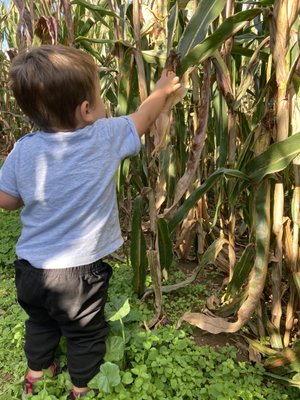 Corn maze