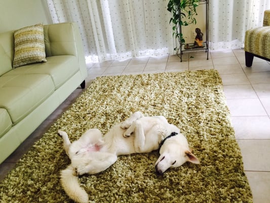 See results of a calming session on a stressed rescue dog like Sully!