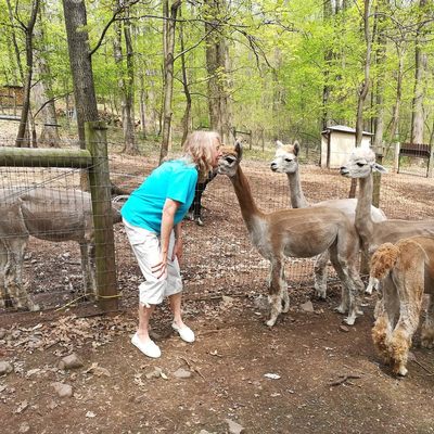 Positively Alpaca Farm