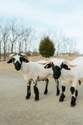 40+ sheep on site!