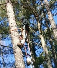 We have expert tree climbers!