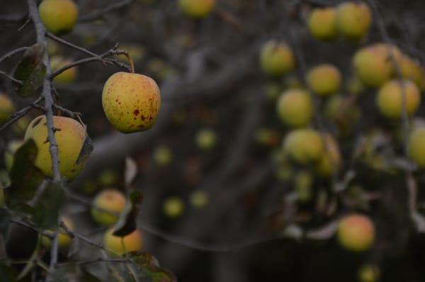 Fuggiti Segio Apple Orchard