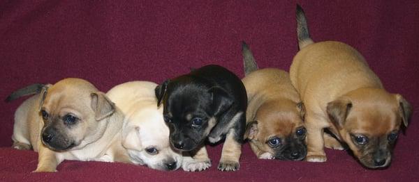 Chihuahua puppies, litter of 5