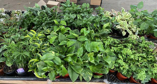 Variety of plants available