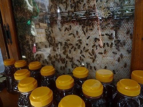 Bees and honey