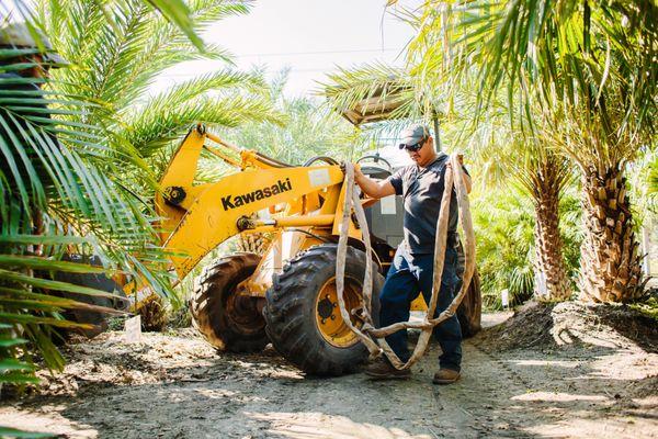 Liberty Landscape Supply can install your tree purchases!