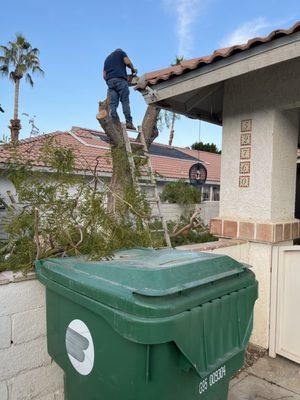 Safely removed this tree to avoid falling on the clients house or Nextdoor.