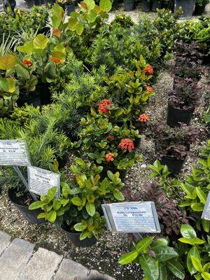 Red Maui ixora