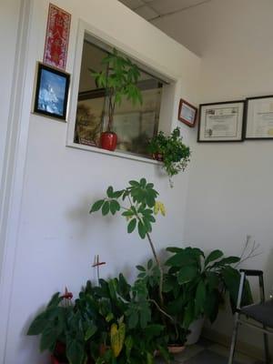 Lin Juehua Acupuncture Clinic