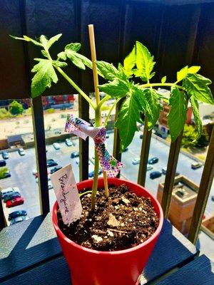 My Brandywine Tomato Plant that I purchased