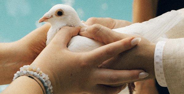 Dove Release Ashley & Sam's Wedding.