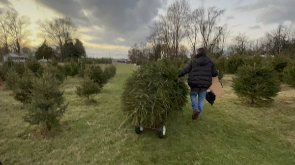 Mansfield Christmas Tree Farm