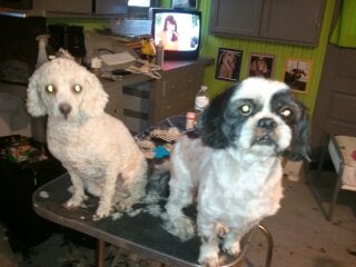 Dog friends lending support to one another. Most dogs hate being groomed.