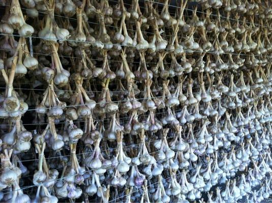 Garlic drying