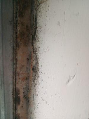 Mold in neighbors house