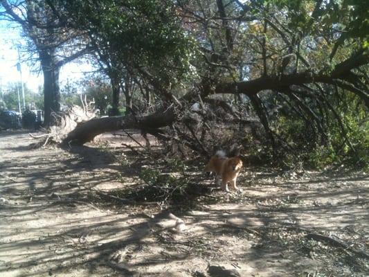 Some dog wanted a really big stick!