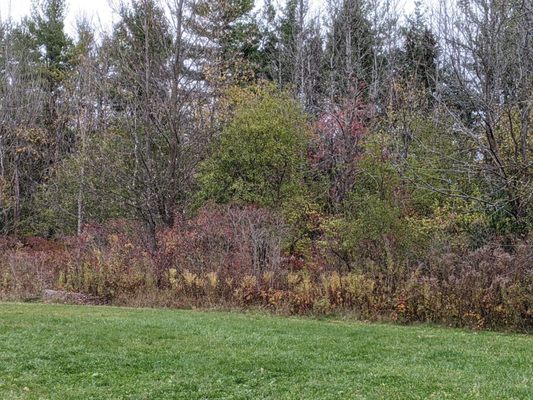 Lots of room to run -- even in the treeline (there's trails back there for the more adventurous dogs)!