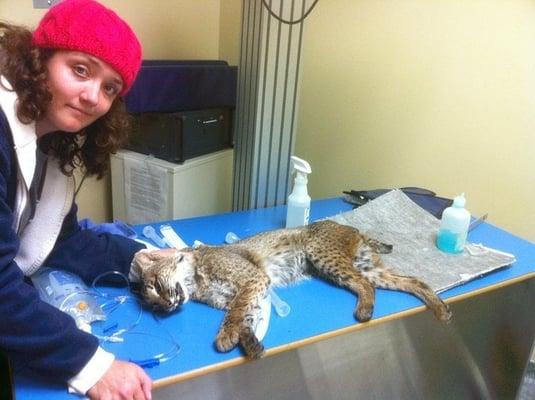 Bobcat Rescue in Tampa FL - Bobcat Rehab Rescue