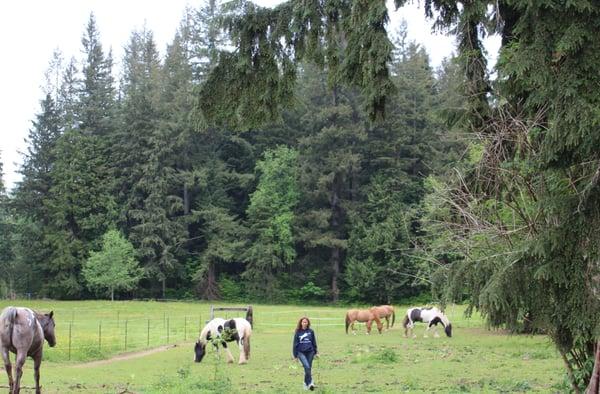 At liberty with the horses.