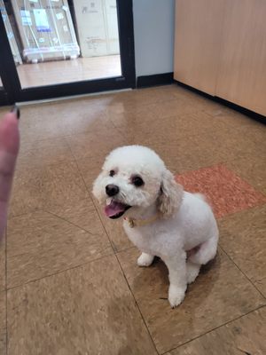 Loved the haircut my dog received! It was the first time I tried out a professional groomer for my dog and was very happy with the results